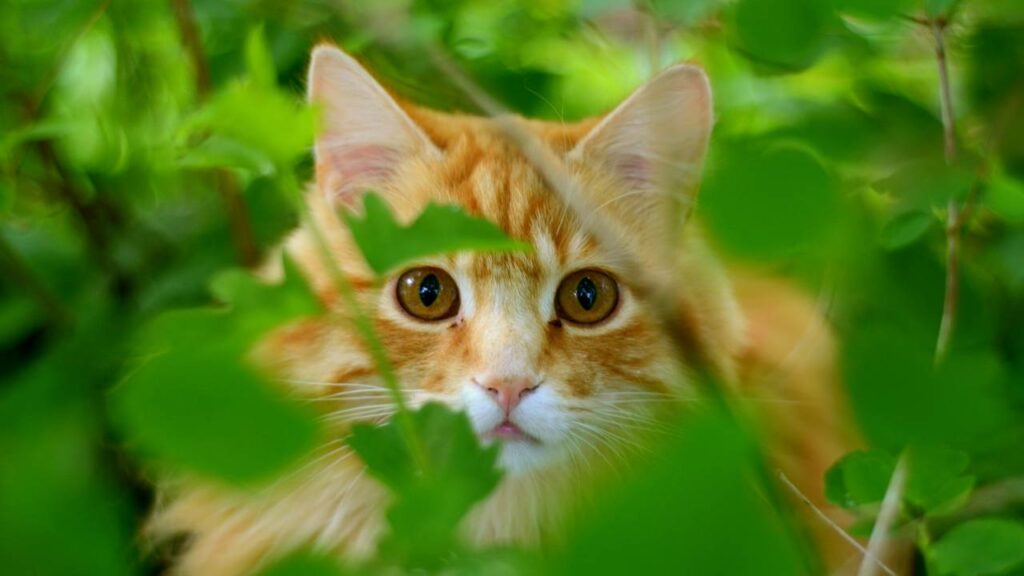 Cuidado! A flor que pode deixar seu gato doente está em muitos jardins