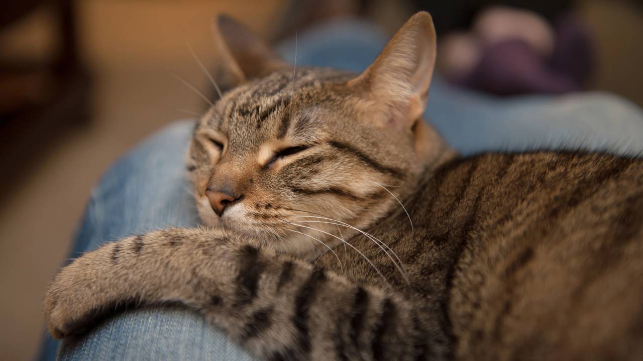 Você acha que o ronronar é só fofura? Entenda o que ele esconde sobre seu gato