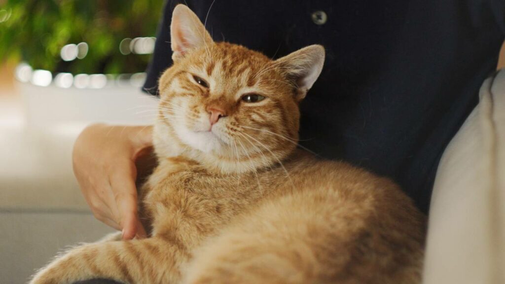 O gato demonstra que está seguro ao ronronar - Créditos: depositphotos.com / dekazigzag