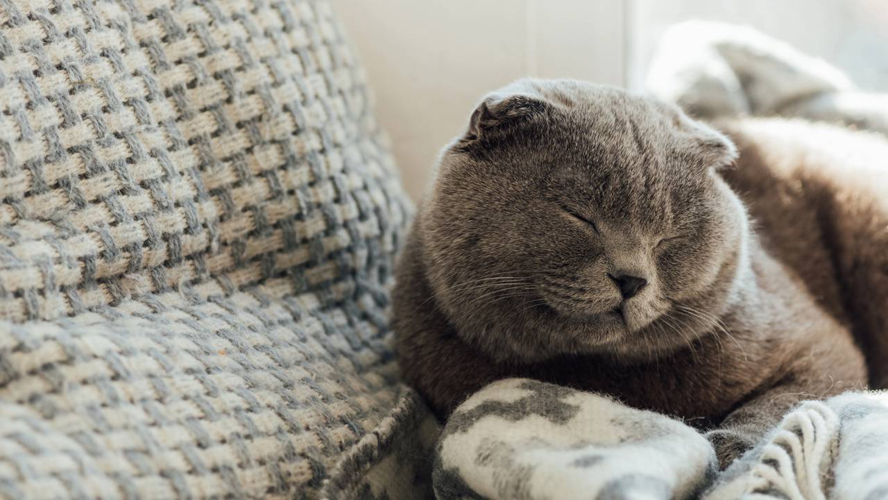 Seu gato só quer dormir? Veja o que é normal, o que preocupa e como o ambiente influencia