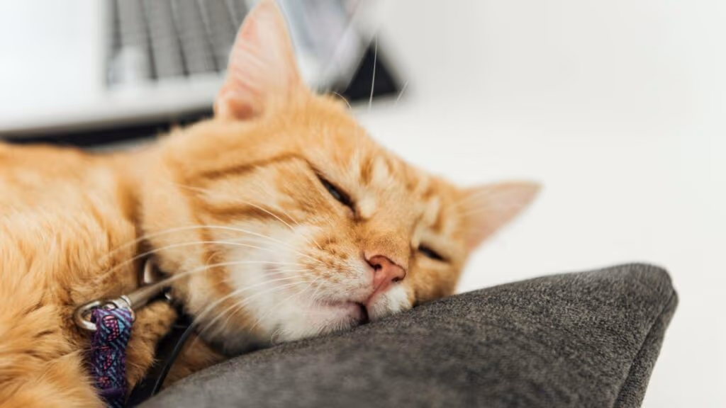 Como os gatos se desculpam e como você pode se desculpar com eles