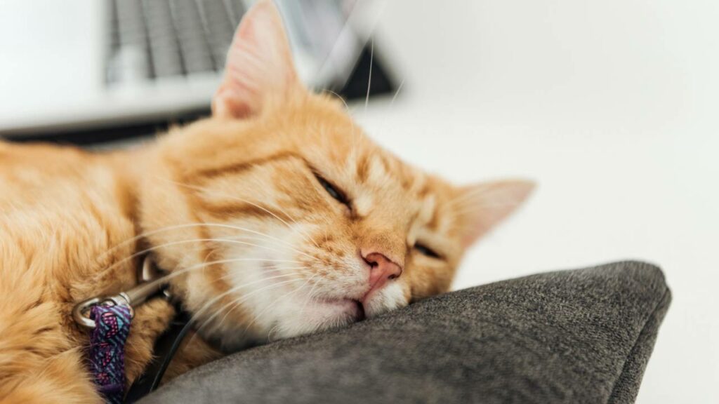 Alguns gatos podem dormir até 16 horas por dia - Créditos: depositphotos.com / MicEnin