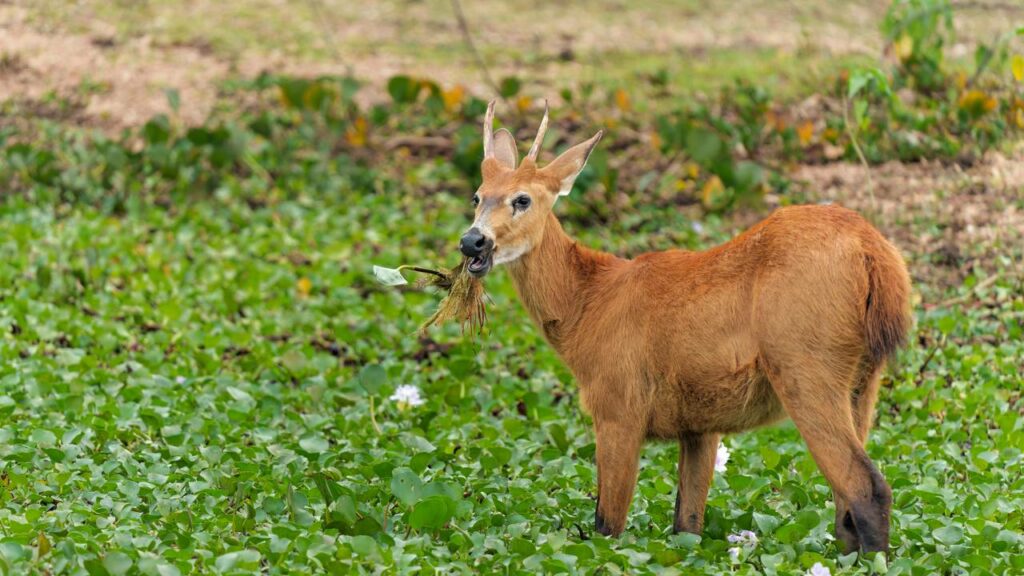 Qual a diferença entre alce, rena e veado e por que não existem alces no Brasil?