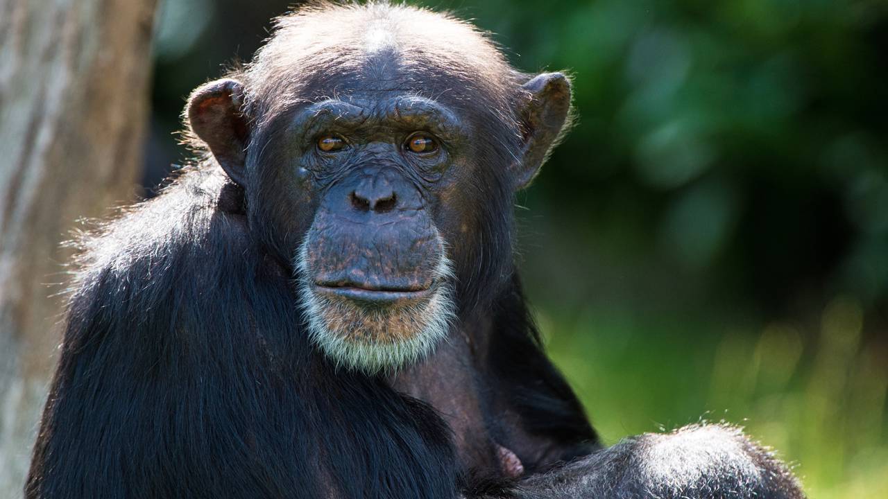 Cientistas descobrem que chimpanzés possuem habilidades humanas