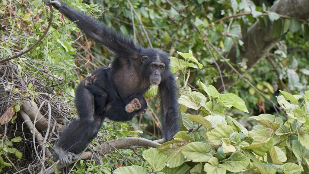Cientistas descobrem que chimpanzés possuem habilidades humanas