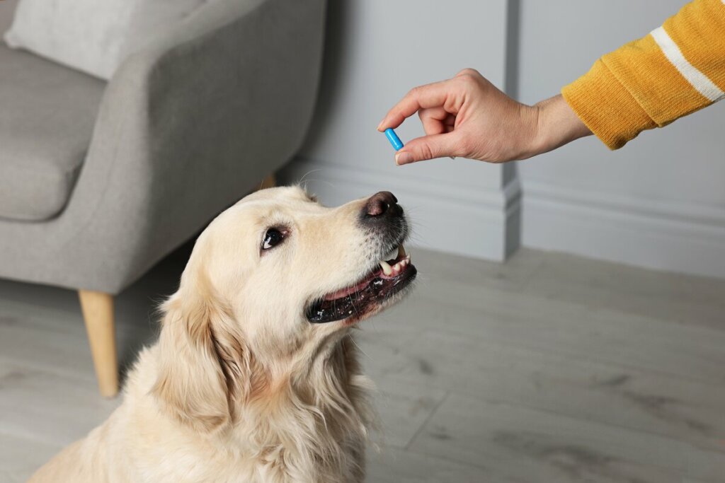 7 mitos sobre pulgas em animais de estimação 