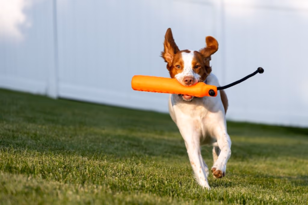 4 características do cachorro da raça spaniel bretão 