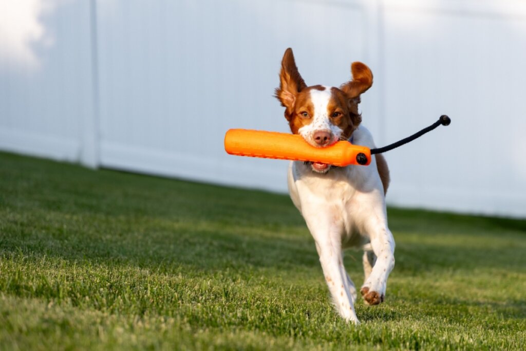 4 características do cachorro da raça spaniel bretão 