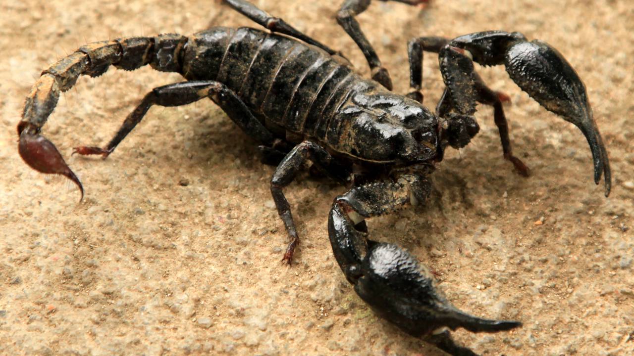 Surto de picadas de escorpião na América Latina ameaça a saúde pública