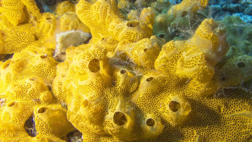 Uma criatura gelatinosa pode ter sido o primeiro animal do planeta