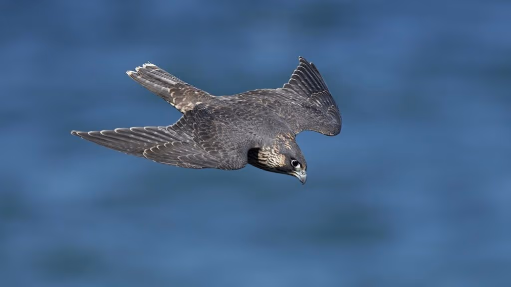 Eles ultrapassam 300 km/h e ninguém imaginava que fossem tão velozes