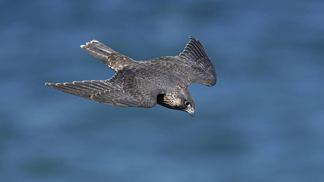 Eles ultrapassam 300 km/h e ninguém imaginava que fossem tão velozes