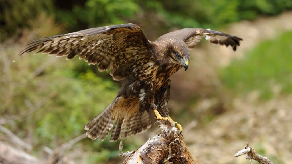 Esquilo vacila no topo da árvore e vira janta de falcão