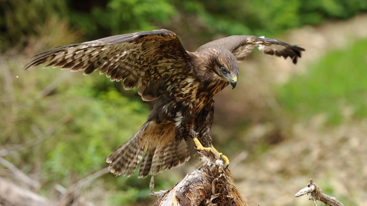 Esquilo vacila no topo da árvore e vira janta de falcão