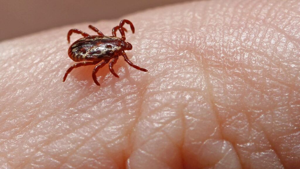 Febre maculosa faz duas vítimas em SP