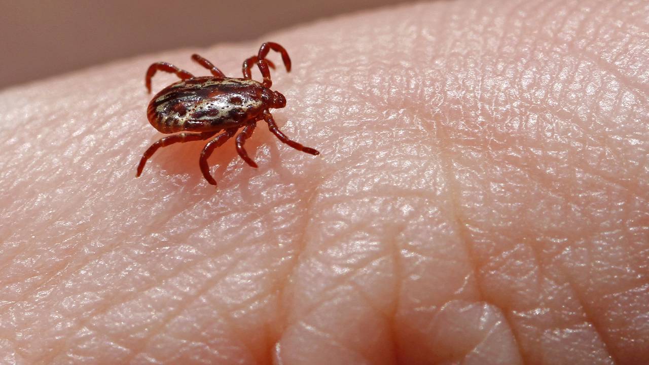 Febre maculosa faz duas vítimas em SP