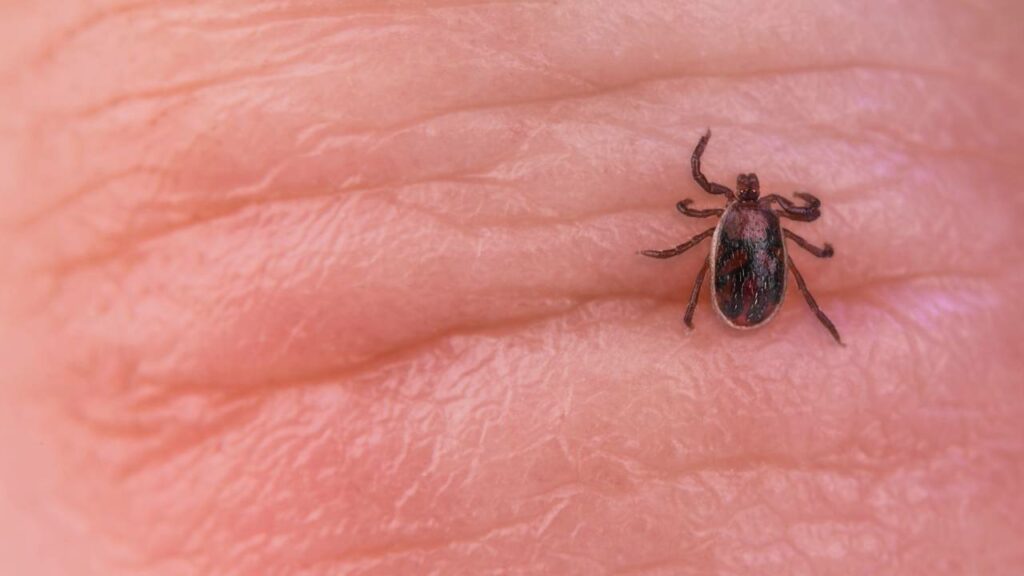 Febre maculosa faz duas vítimas em SP