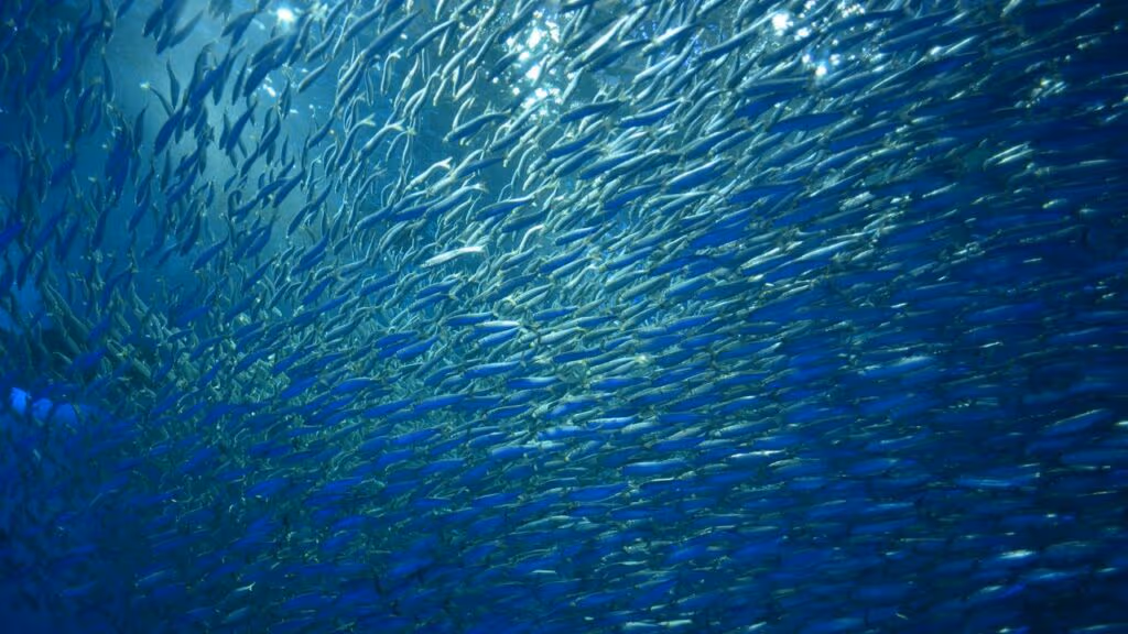 Peixes caindo do céu; o fenômeno bizarro que realmente acontece