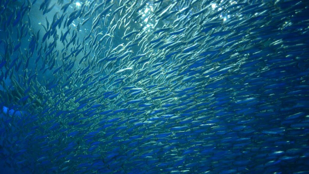 Peixes caindo do céu; o fenômeno bizarro que realmente acontece