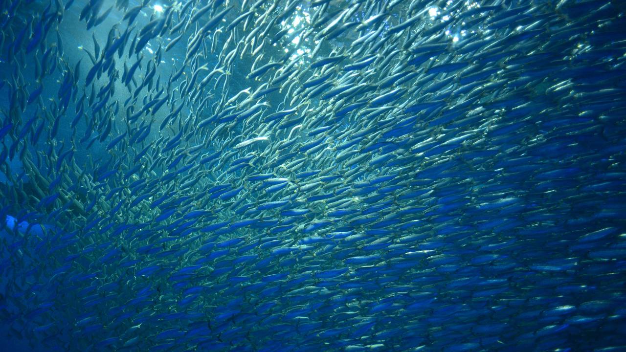 Peixes caindo do céu; o fenômeno bizarro que realmente acontece