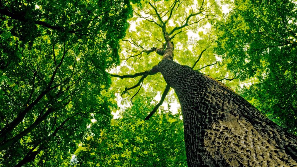 Vídeo intrigante mostra um “animal que parece um leão” vagando na floresta