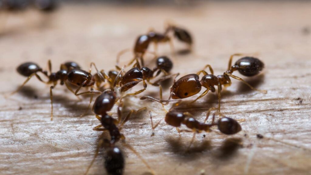 Se livre das formigas naturalmente sem gastar uma fortuna