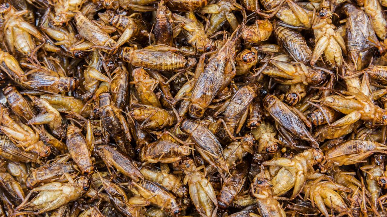 Grilos e larvas podem ser a chave da alimentação em missões espaciais longas