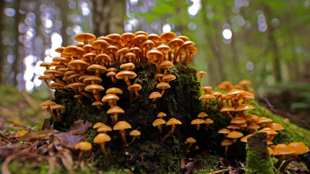 Os fungos já dominavam a Terra antes das plantas existirem