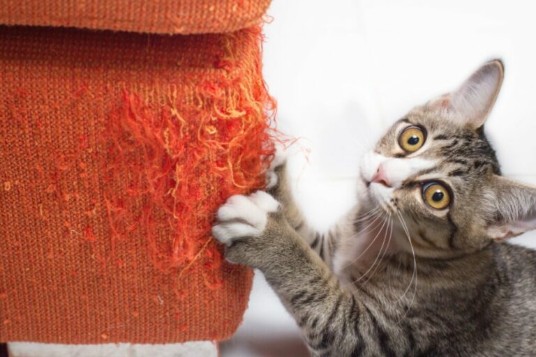 Seu gato arranha os móveis? Veja 7 explicações para esse comportamento 