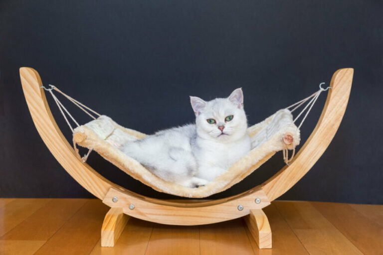 6 cuidados essenciais com gatos idosos