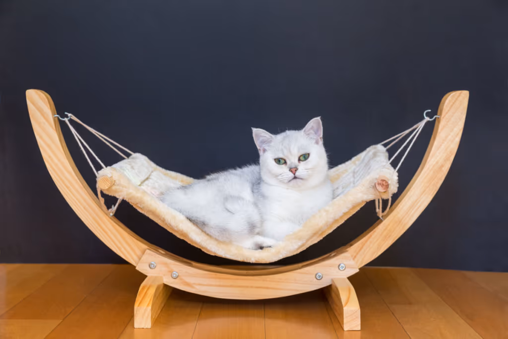 6 cuidados essenciais com gatos idosos