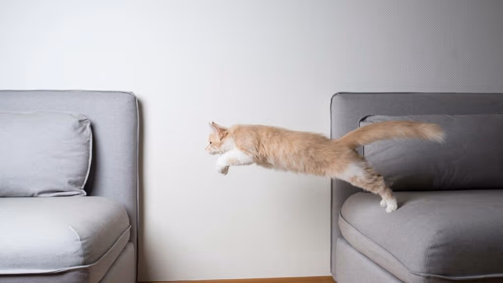 Por que gato sempre cai de pé e você não consegue fazer isso