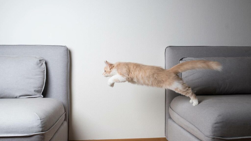 Por que gato sempre cai de pé e você não consegue fazer isso