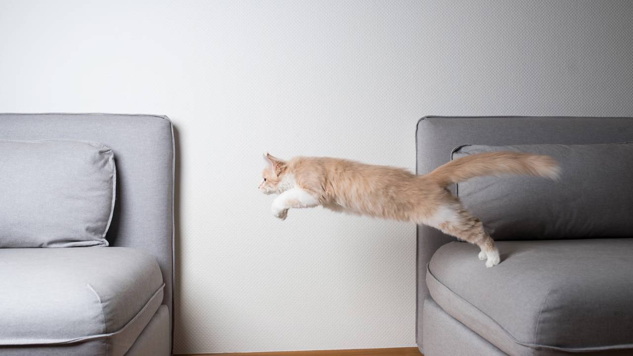 Por que gato sempre cai de pé e você não consegue fazer isso