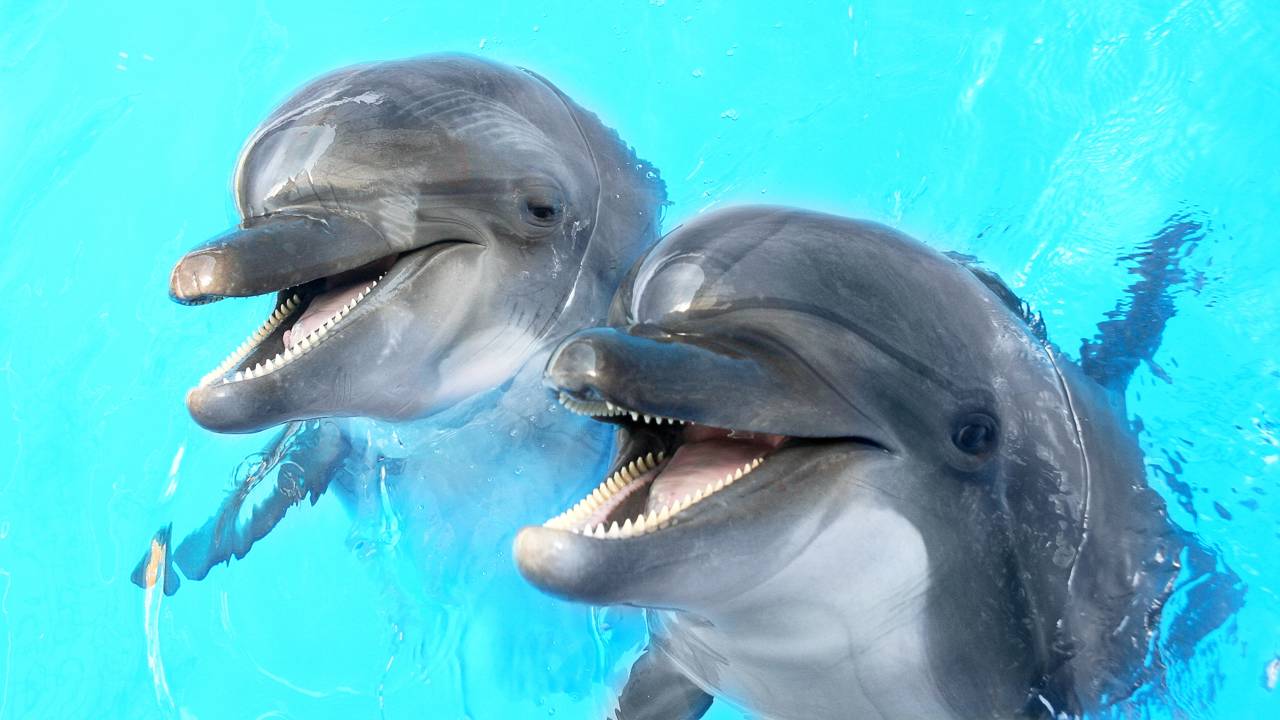 O que fazer se for atacado por um golfinho?