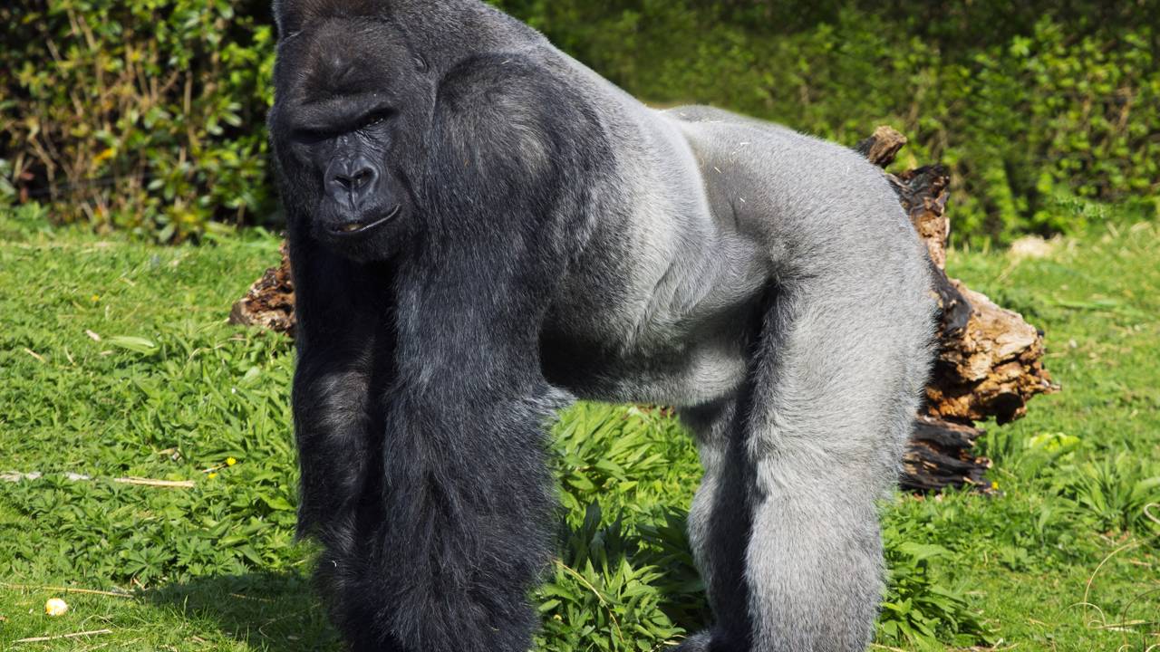 Gorila puxa cabelo de turista em encontro surreal