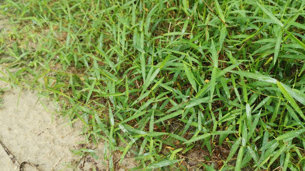 Tem um assassino silencioso se escondendo no seu quintal agora