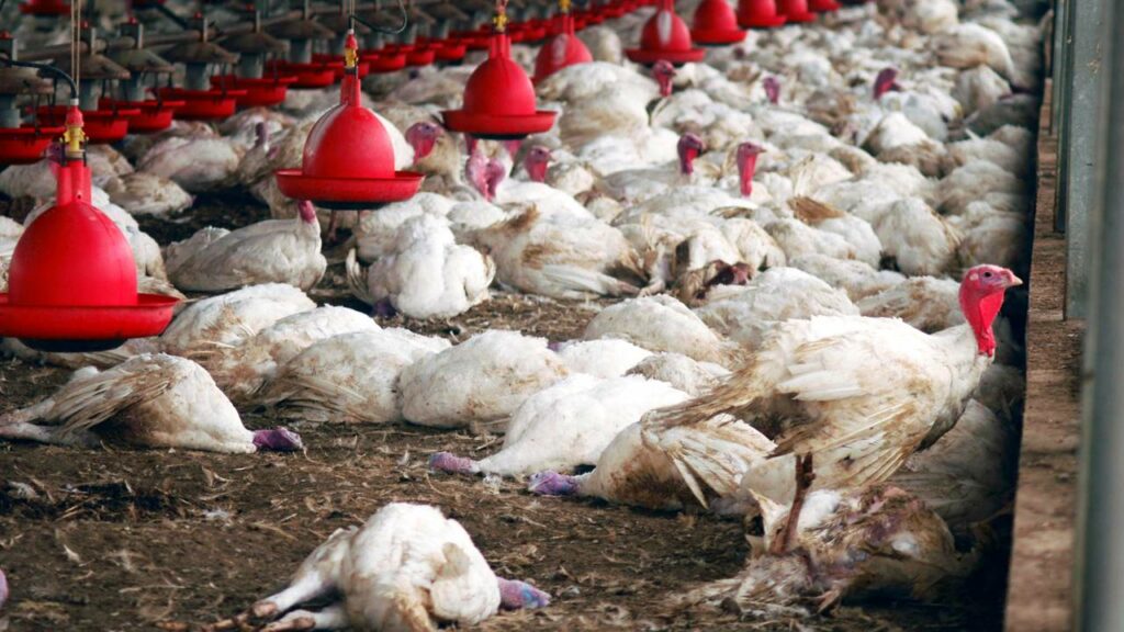 Como funciona o mecanismo da febre em infecções virais