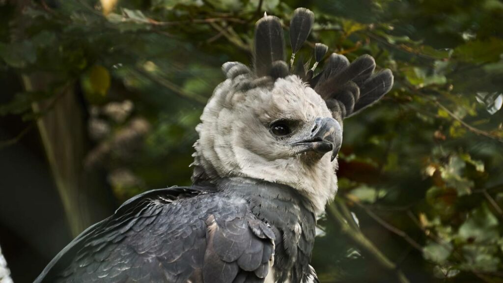 Uma das aves mais poderosas da América do Sul reaparece após 20 anos
