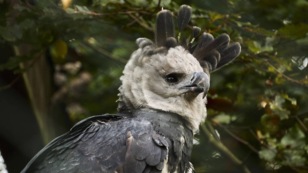 Uma das aves mais poderosas da América do Sul reaparece após 20 anos