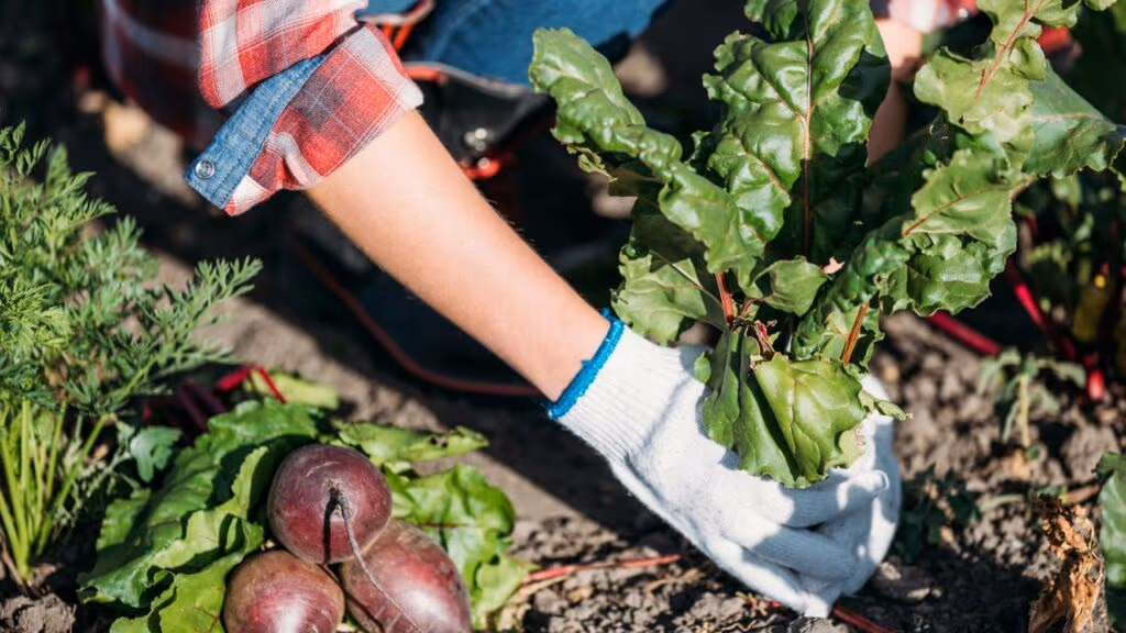 Plante esses vegetais para salvar sua horta neste verão