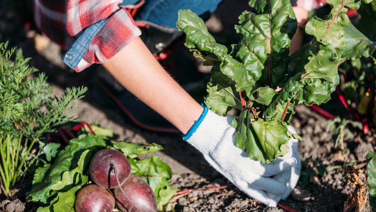 Plante esses vegetais para salvar sua horta neste verão