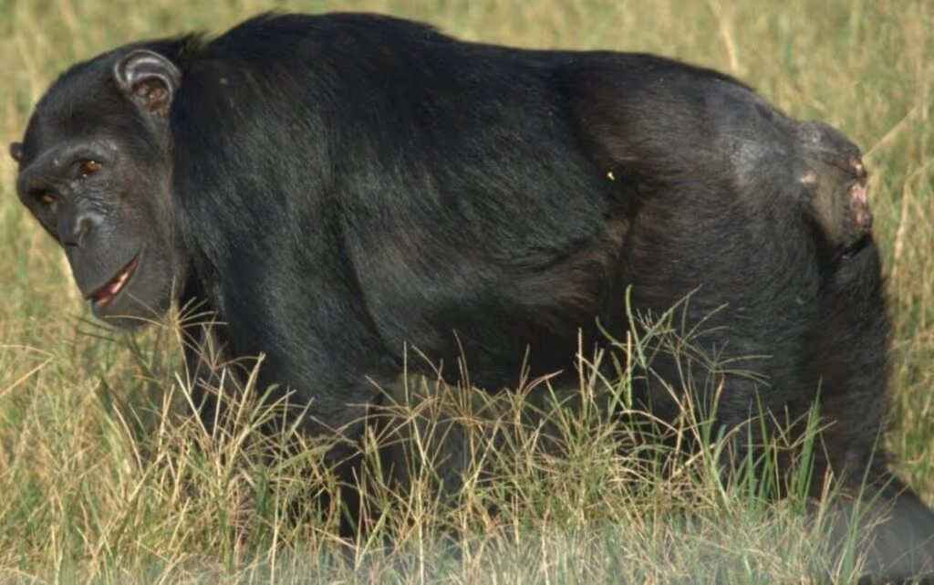 Funeral de chimpanzé emociona a Ilha Ngamba