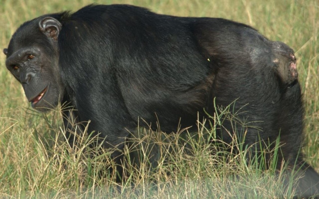 Funeral de chimpanzé emociona a Ilha Ngamba