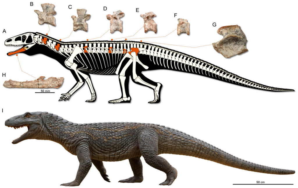 Diagrama mostra como era a construção do esqueleto do animal e onde se localizavam os fósseis encontrados - Créditos: Caio Fantini/UFSM