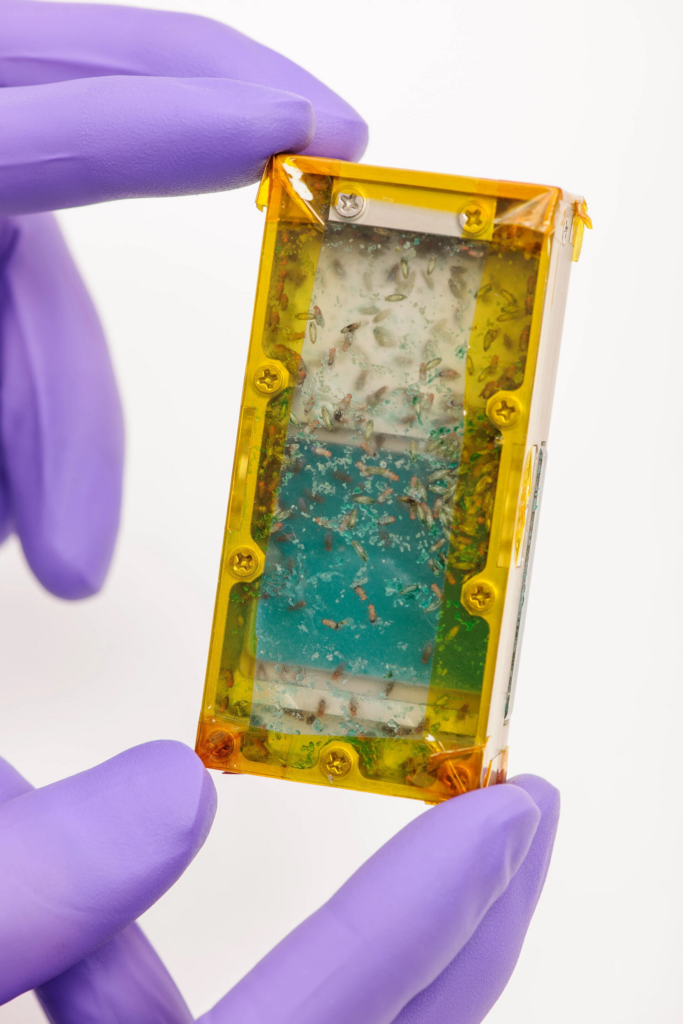 As agências espaciais estudam, também, como cultivar os insetos em ambientes de microgravidade - Reprodução/NASA