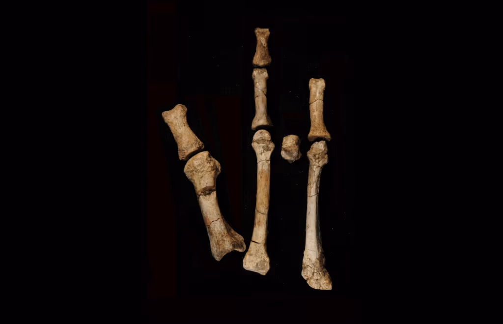 Fóssil do pé de Burtele confirma nova espécie e muda visão sobre a evolução dos hominídeos