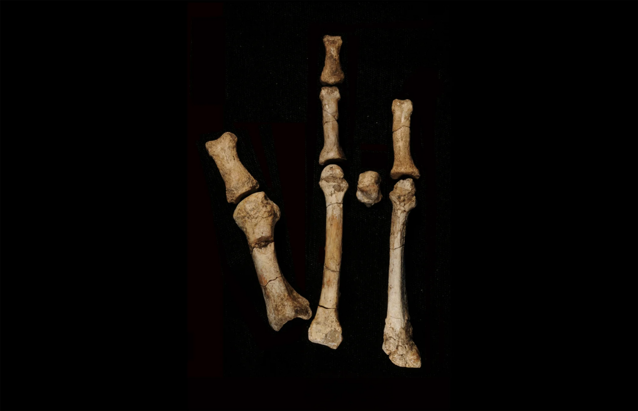 Fóssil do pé de Burtele confirma nova espécie e muda visão sobre a evolução dos hominídeos