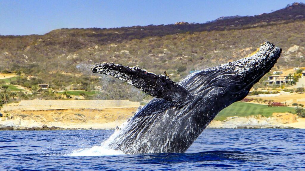 Esse animal dorme com metade do cérebro ativa para não morrer enquanto descansa