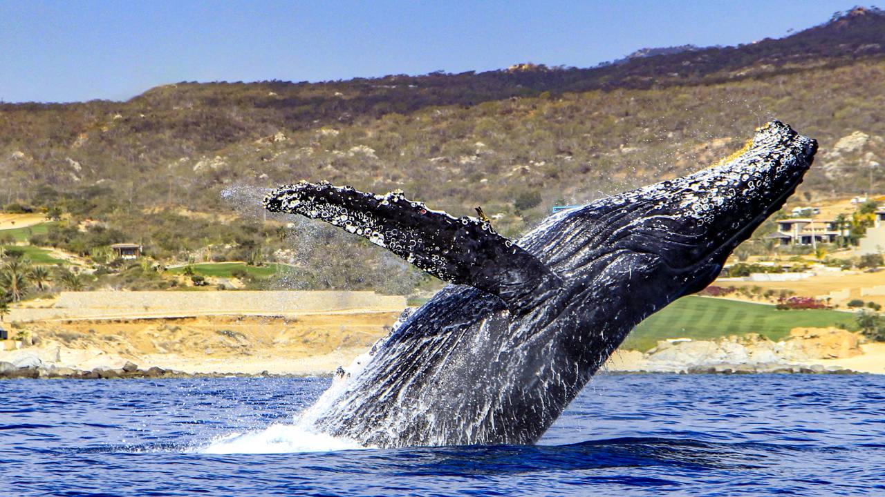 Uma câmera flagrou uma das baleias mais rara do mundo
